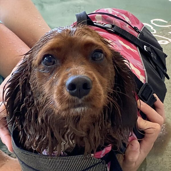 K9 SWiM Hydrotherapy and Wellness Centre