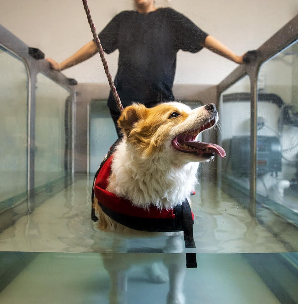 K9 SWiM Hydrotherapy Centre Treadmill