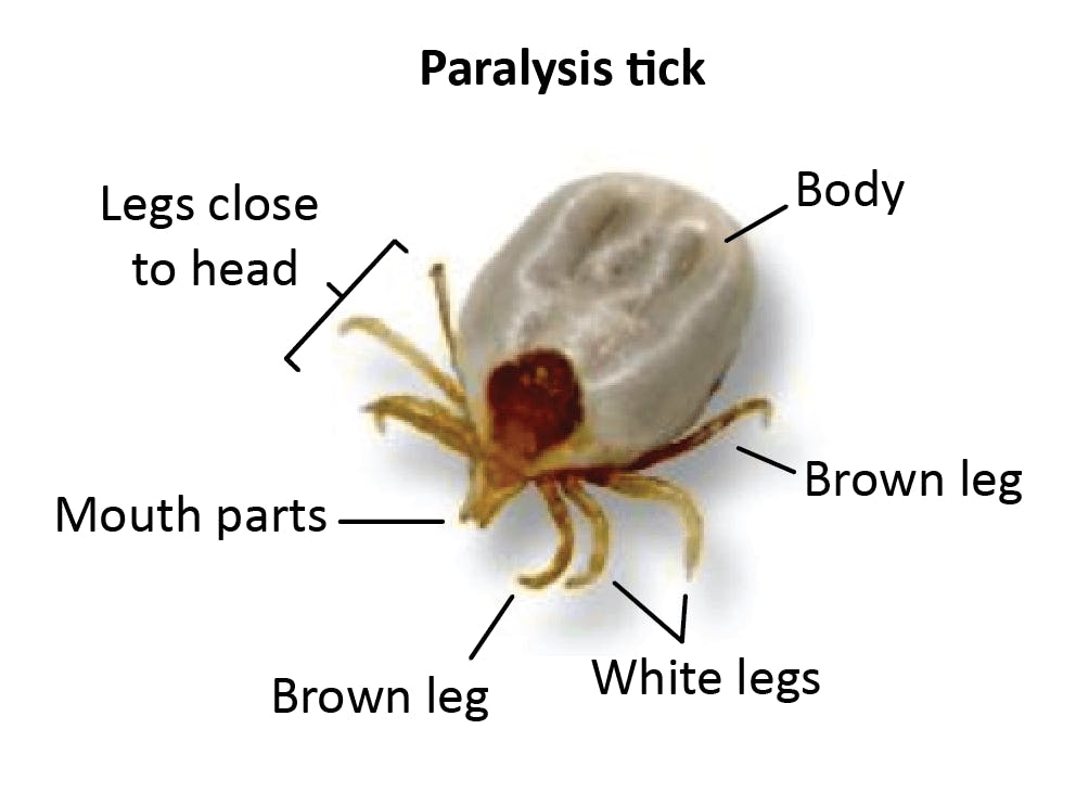 K9 SWiM - First Aid - Paralysis Tick