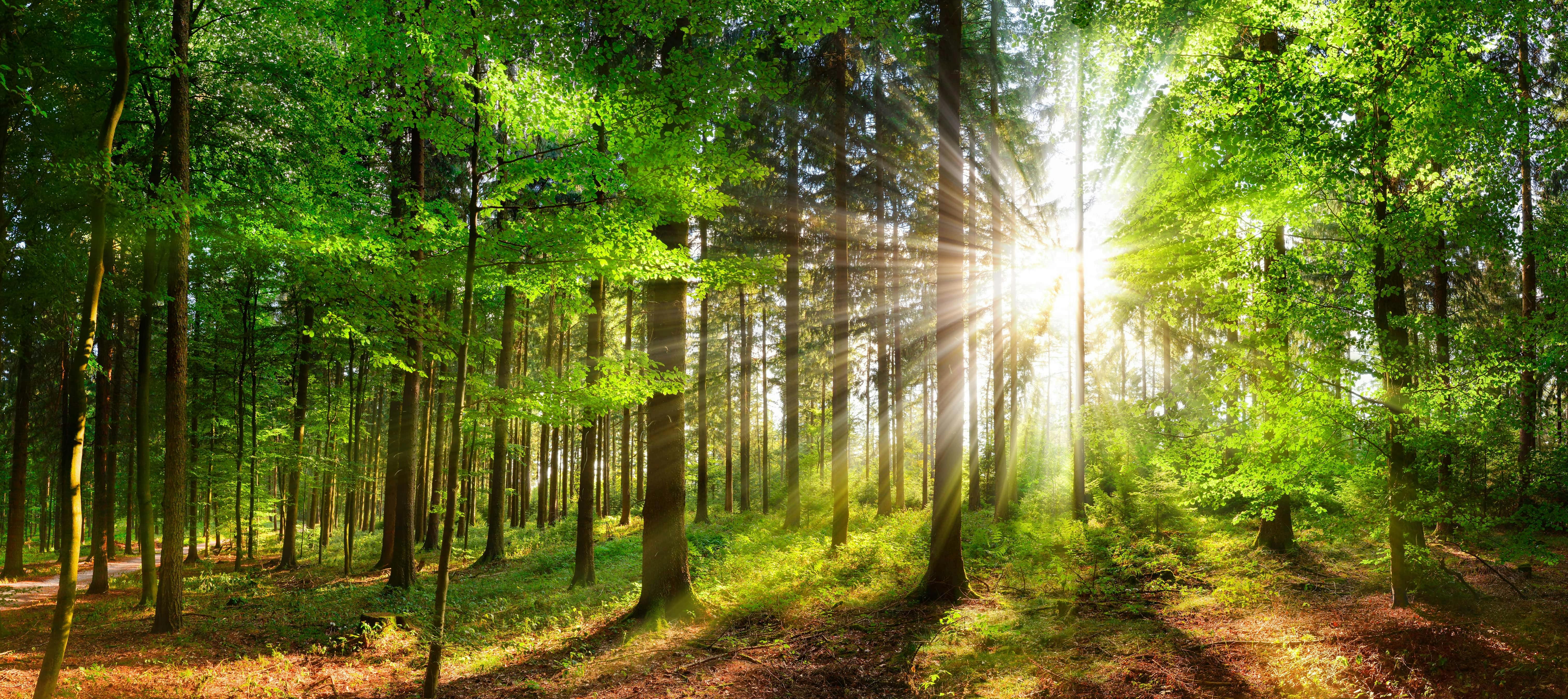 Bäume im Wald