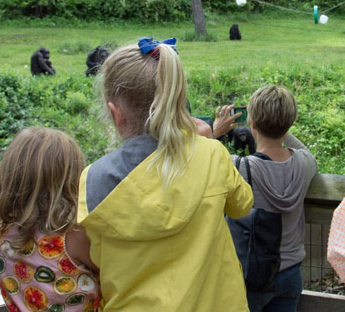 family looking at chimpanzees in their habitat