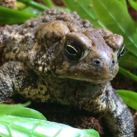 closeup of a Wyoming toad and all its warts