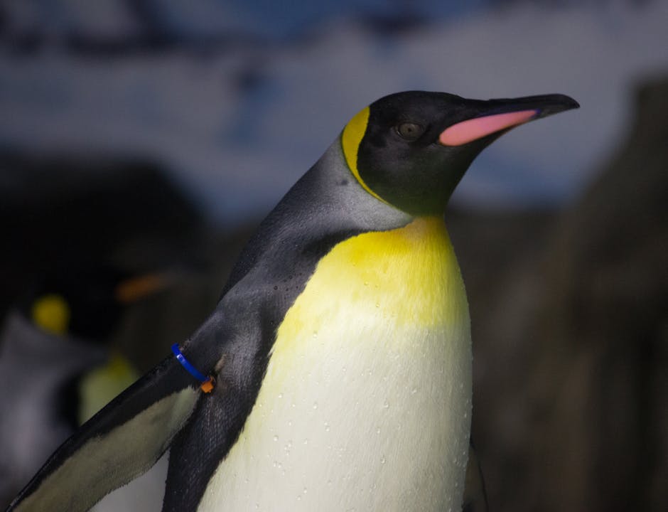 sideview of a king penguin 