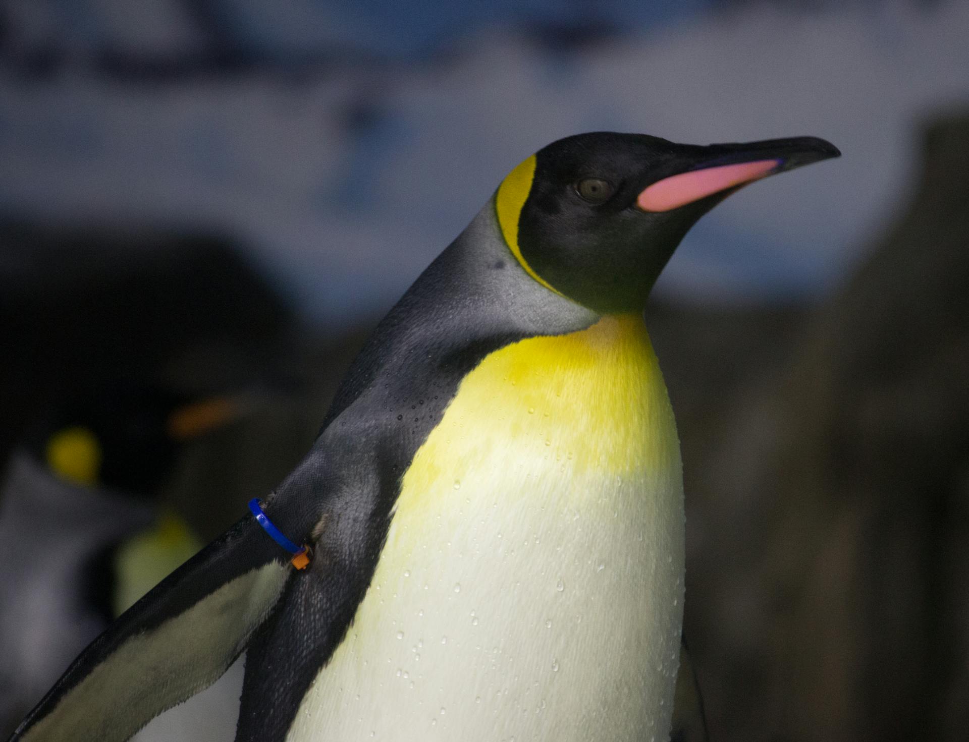 sideview of a king penguin