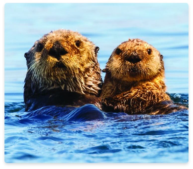Adult and baby sea otters in water
