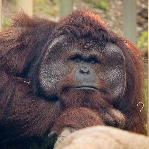 Tapanuli Orangutan closeup photo in grass