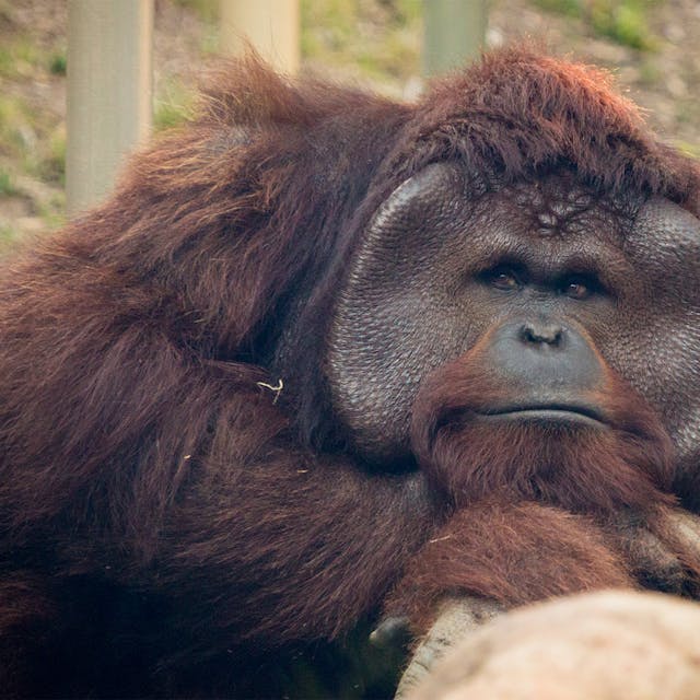 Tapanuli Orangutan closeup photo in grass