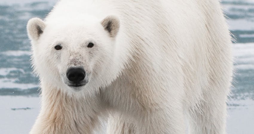 a polar bear with bright white fur moves across an icy tundra
