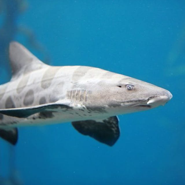 Leopard shark