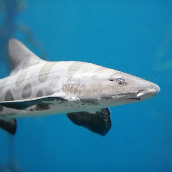 Leopard shark