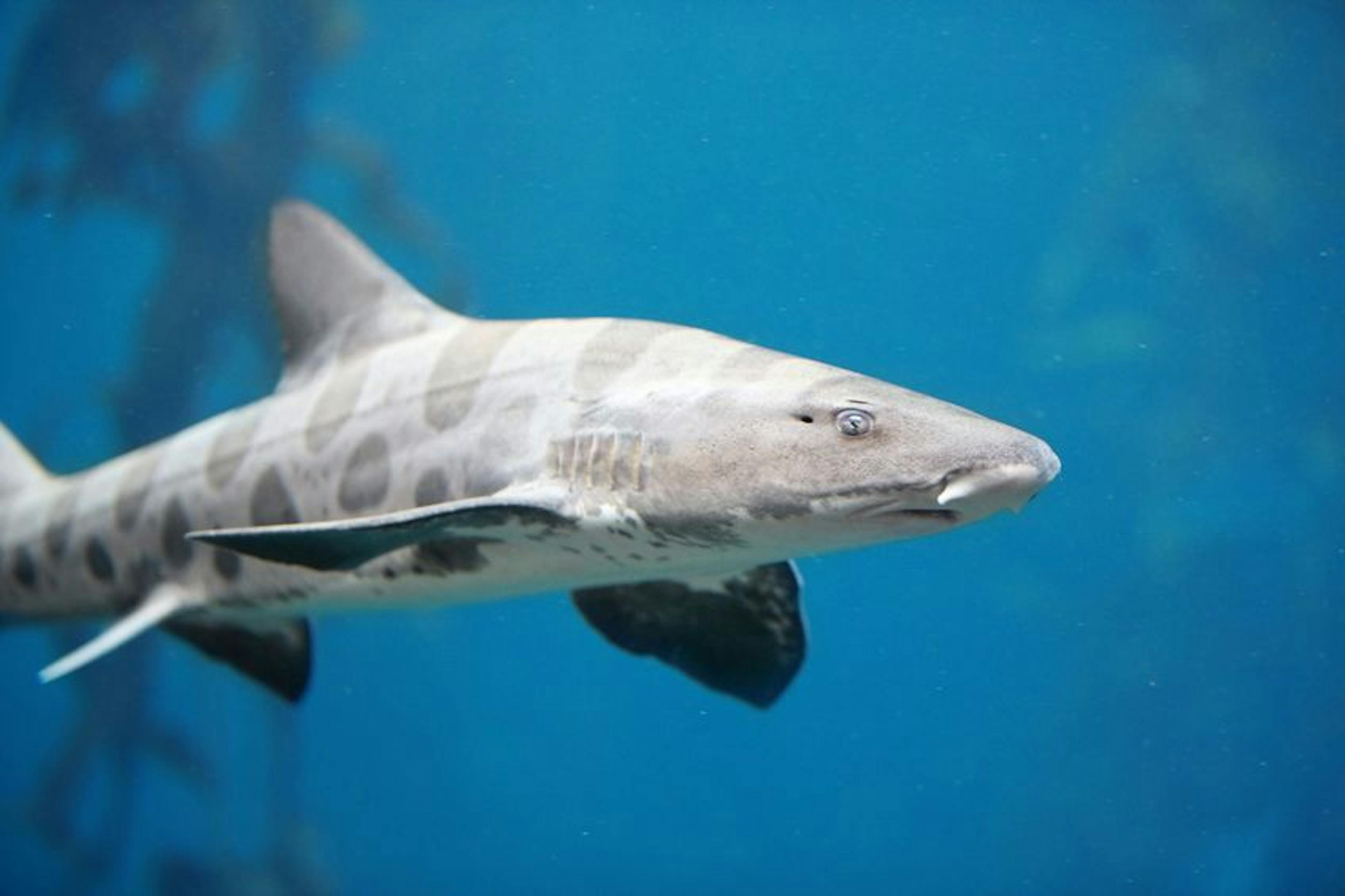 Leopard shark