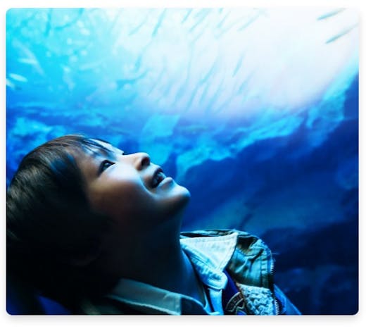 Child looking up toward aquarium tank