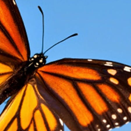 closeup of a bright orange and yellow monarch butterfly against a blue sky
