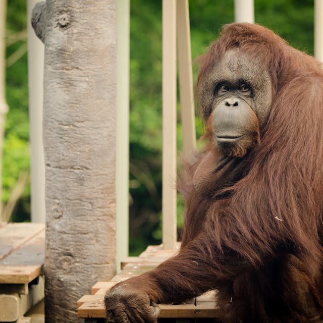 Bornean orangutan sitting on a wood ledge