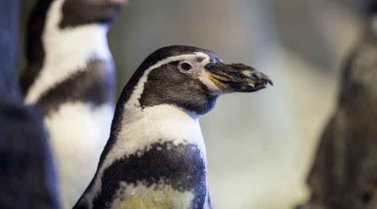 Two Humboldt Penguins side profile closeup photo
