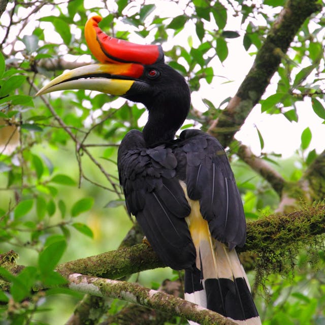 Asian Hornbill perched on a branch.