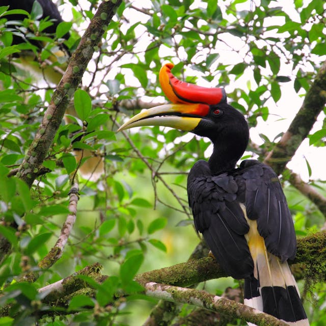 Asian Hornbill perched on a branch.