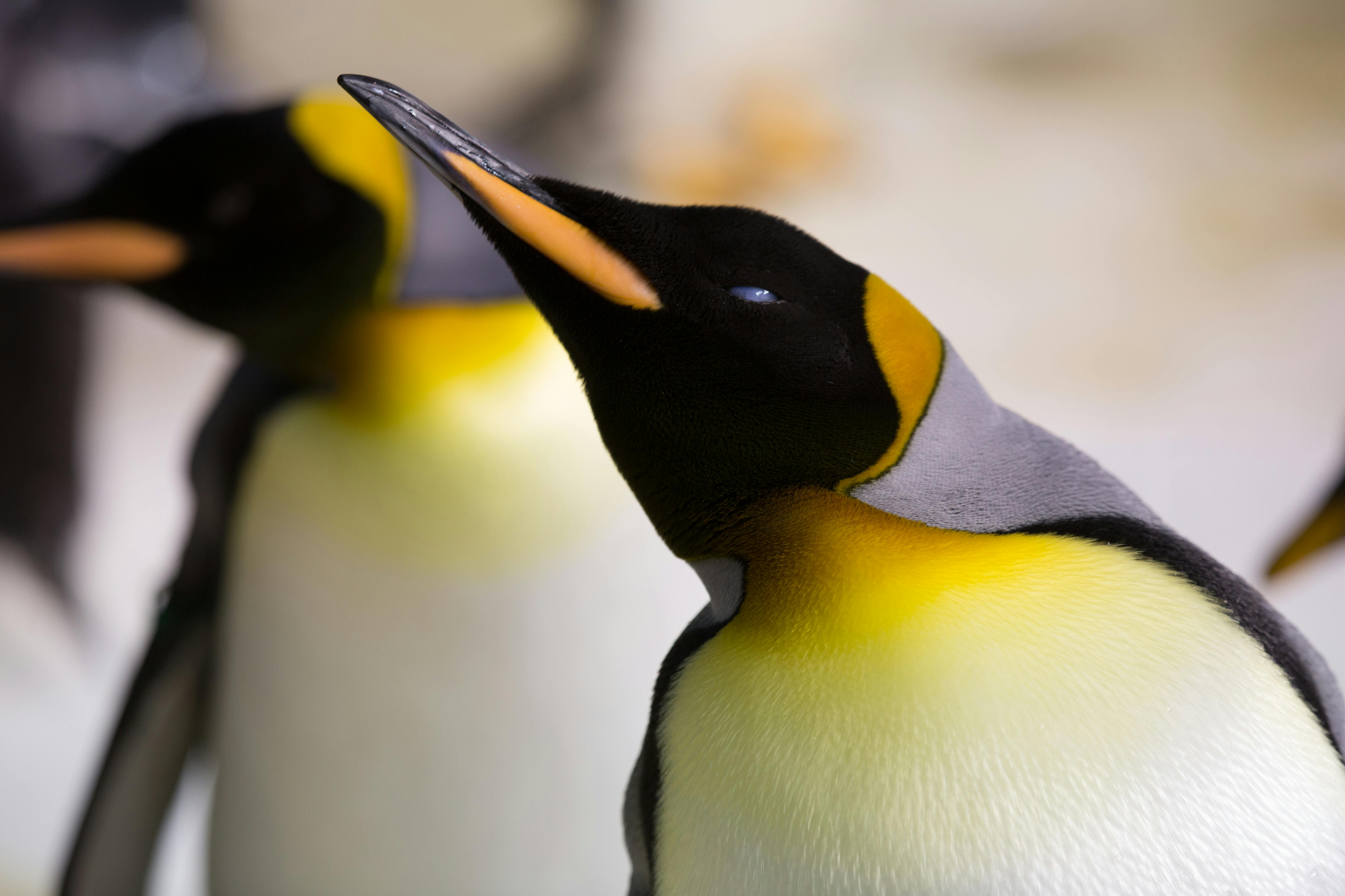 Two penguins standing next to each other