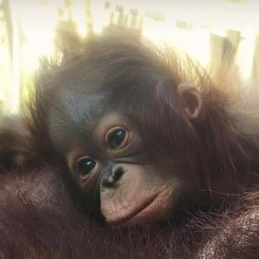 baby orangutan on an adult orangutans shoulder closeup photo