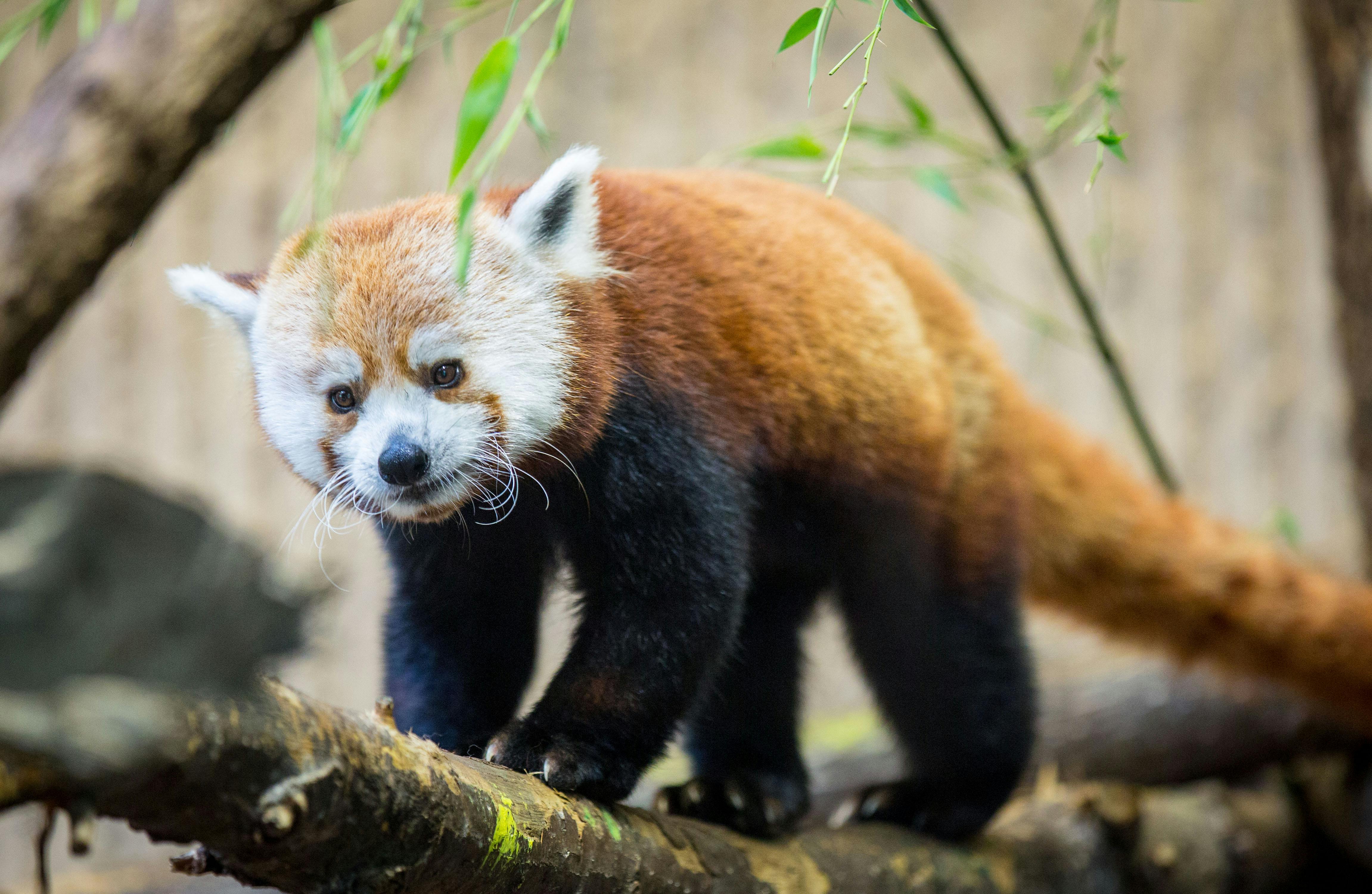 red panda walking on a branch