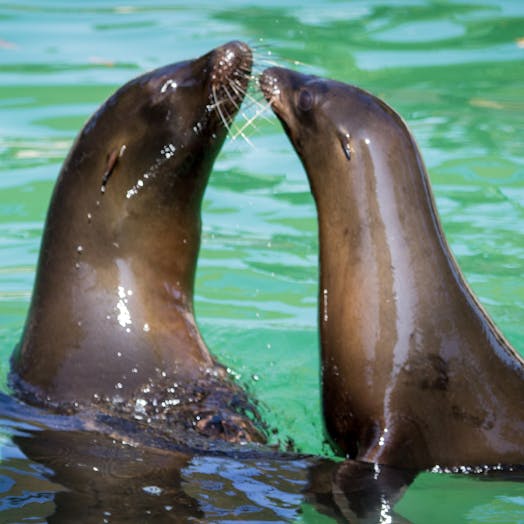 closeup of two California sea lions facing each other