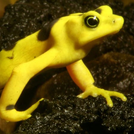 closeup of the bright yellow Panamanian golden frog
