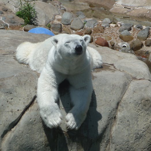 a polar bear laying on a rock with its eyes closed
