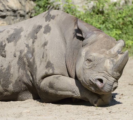 black rhinoceros asleep