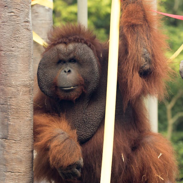 Orangutan looking towards the camera holding a stick. 
