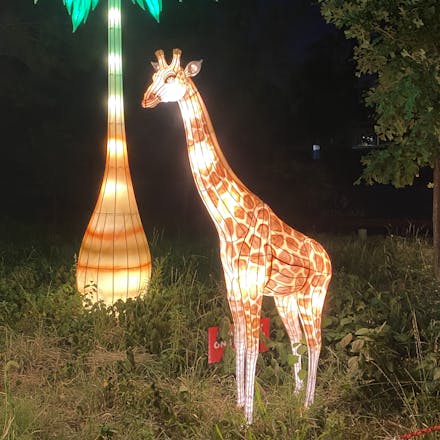 Giraffe and palm tree lanterns