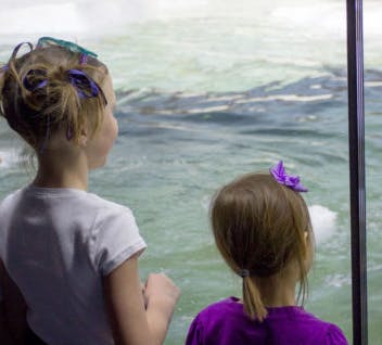 three young girls in pigtails looking through glass at penguin swimming in a pool