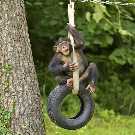 Young chimpanzee sitting atop a tire swing