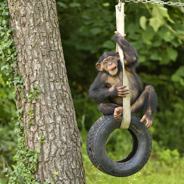 Young chimpanzee sitting atop a tire swing