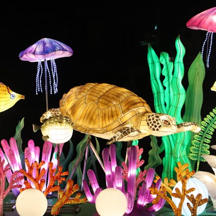 Sea turtle, jellyfish, coral and seascape lantern
