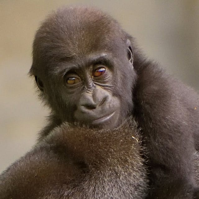 closeup of a young gorilla riding on the back of its parent