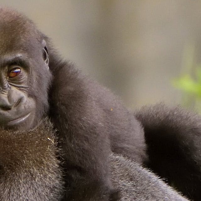 closeup of a young gorilla riding on the back of its parent
