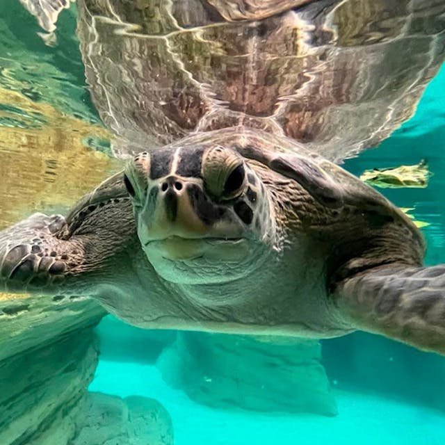 Close of sea turtle 