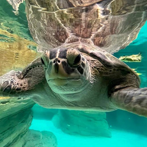 Close of sea turtle