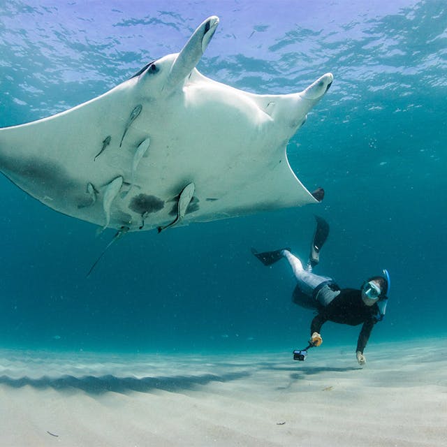 Manta Ray and diver