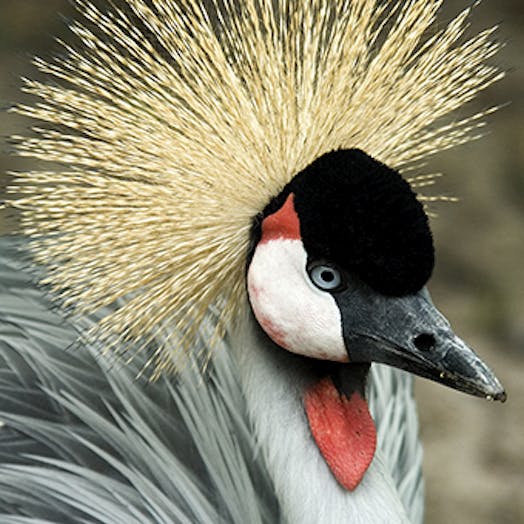 closeup of the head of an East African crowned crane with majestic crown of gold feathers