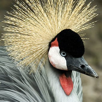 closeup of the head of an East African crowned crane with majestic crown of gold feathers