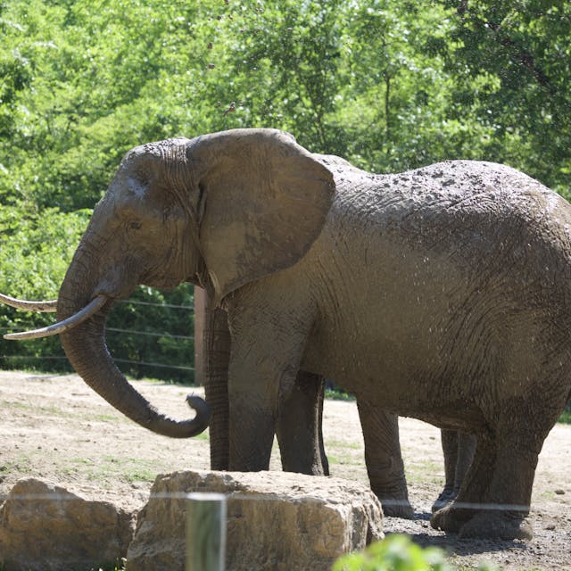 an african elephant standing in a field