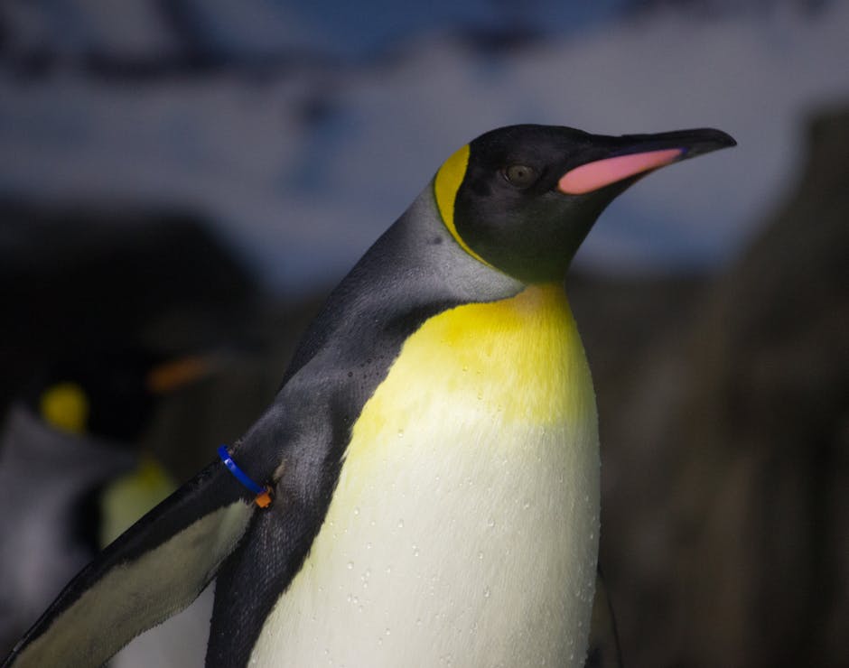A penguin staring into the distance