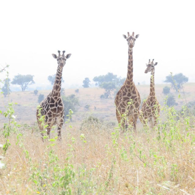 Three giraffes in the wild 