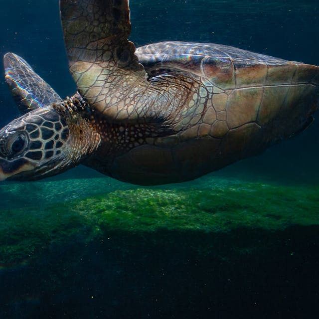 Kemp's Ridley Sea Turtle 