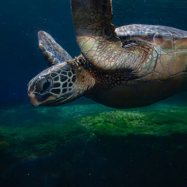 Kemp's Ridley Sea Turtle 