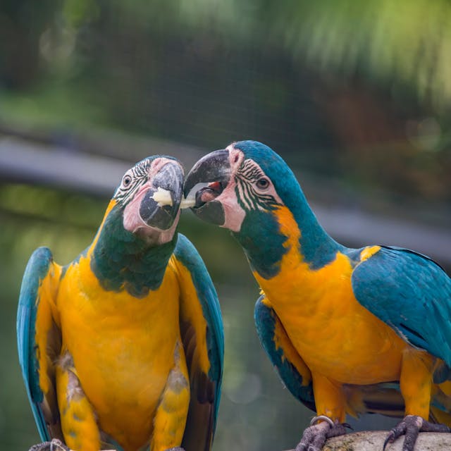 A photo of two blue-throated macaws perched on a branch.