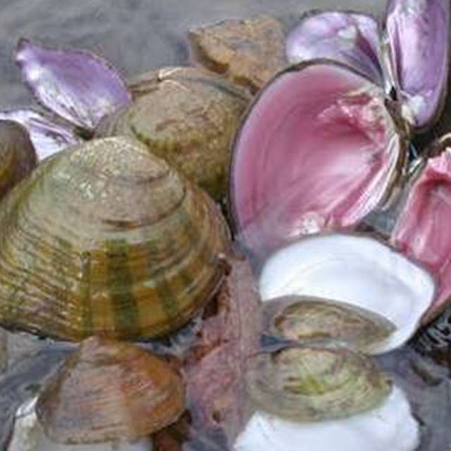 Freshwater mussels, some open and some closed, lie in shallow water