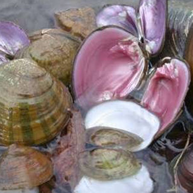 Freshwater mussels, some open and some closed, lie in shallow water