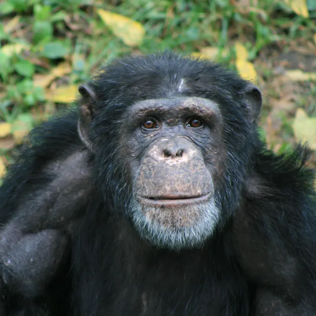 Chimpanzee looking off in the distance.